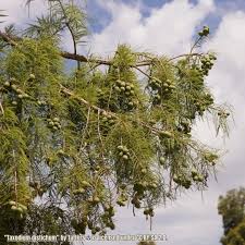 Image result for Taxodium