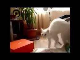 Hilarious Cat Fails Best Funny Cats Fails Compilation Funny Cat Videos 2016 Funny Cat Fails Cat Fails Funny Cats