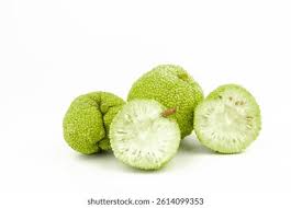 Image result for Maclura