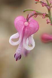 Staying On Komakusa Unusual Flowers Wonderful Flowers Bleeding Heart Flower