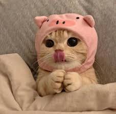 Cute pfp for discord not anime : Cute Discord Cat Pfp