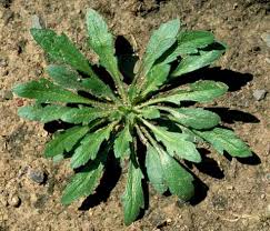 Image result for Conyza