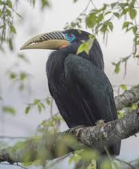 Bird With Big Colorful Beak Pin On Animals Birds Reptiles Outdoors Inspiration The Best Wildlife Photography