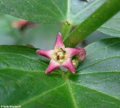 Image result for Vincetoxicum