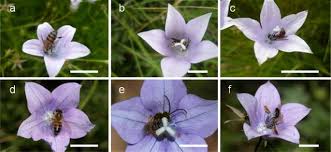 Image result for Wahlenbergia krebsii