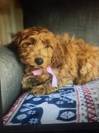 For your cavapoo puppy, feed them 1 cup of kibble plus an additional 200 calories per day. Cavapoo Puppy At Best Price In Texas City Texas Goldendoodle And Cavapoo Puppies