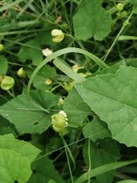 Image result for Momordica repens