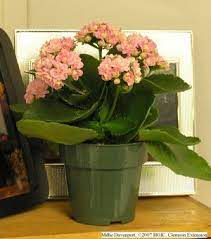 Everything About Kalanchoe Planting Flowers Plants Plants Online