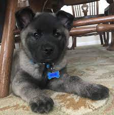 Reddit Meet Loki Hes An 8 Week Old Norwegian Elkhound Full Of Energy Aww Cute Animals Cats Dogs Norwegian Elkhound Elkhound Puppies American Akita Dog