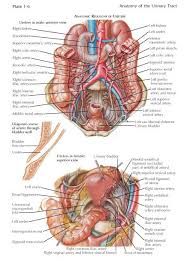 Ureters Position Relations Gross Structure The Ureters Are Paired Muscular Ducts That Convey Urine From The Kidneys To The Pelvis Anatomy Pelvis Abdomen
