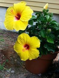 Pin On Hibiscus Ibisek