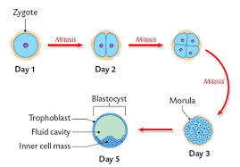 Human Reproduction