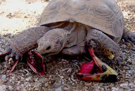 It is used by even the indians used this plant for food by gathering the fruit to make conserves and making drinks from the seeds (benson 1950). Desert Duets Tortoise Page