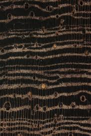 Image result for Millettia stuhlmannii