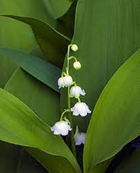 Convallaria Majalis Flower Guide Butterfly Garden Purchasing Art
