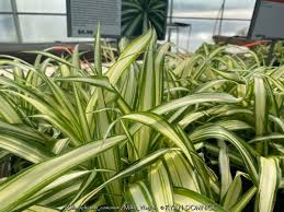 Image result for Chlorophytum bowkeri