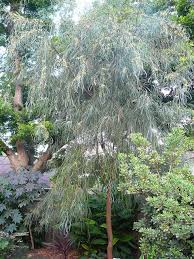 The botanical name—acacia stenophylla—comes from the unusual narrow acacia leaves. Photo Of The Entire Plant Of Shoestring Acacia Acacia Stenophylla Posted By Krancmm Garden Org