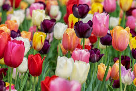 Bunga tulip (tulipa) merupakan salah satu tanaman yang termasuk dalam family liliaceae. Bunga Khas Negara Eropa Maklon Kosmetik Indonesia