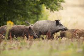 Draussen Schlafen 5 Dinge Die Du Uber Wildschweine Wissen Solltest