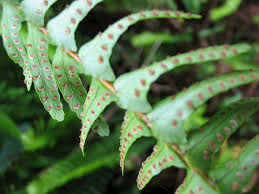 Image result for Nephrolepis