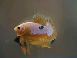 Ohmpk Yellow Fancy Blue Band Star Tail Betta Fish Fish Pet Fish