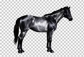 A standard buckskin horse is the color of deer, faded tan with a black mane, tail, and lower legs. Horse Markings Equine Coat Color Roan Chestnut Png Clipart Bridle Brindle Buckskin Chestnut Dun Locus Free