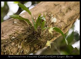 Image result for Aeranthes africana