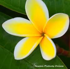 Flowers Of Hawaii Flower Pictures Plumeria Flowers Flowers