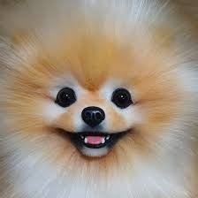 Light Orange Pomeranian By Osmirnovav Toys In 2020 Pomeranian Puppy Paw Pads Pomeranian