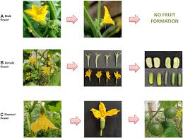 Image result for male flowers cucumber