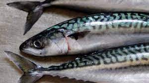 Lo sgombro è un pesce dalle molte virtù, saporito e dalla polpa soda, povero di grassi e ricco di nutrienti, oltre che semplice da cucinare. Come Cucinare Lo Sgombro Idee Green