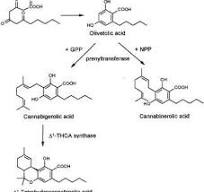 Prenylation of olivetolate by a hemp transferase yields ...