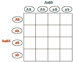 Label a dihybrid punnett square :) learn with flashcards, games and more — for free. Dihybrid Punnett Square Answers On Other Quiz Diagram Quizlet