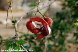 Image result for Pithecellobium dulce