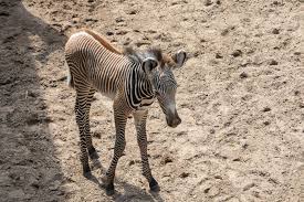 Image result for zebra