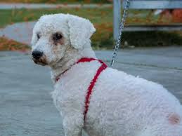 You may have seen a dog with patches of hair or sores on its skin, or had to deal with this in your own dog. Watery Eyes In Poodles Possible Causes And How To Fix It Poodle Report