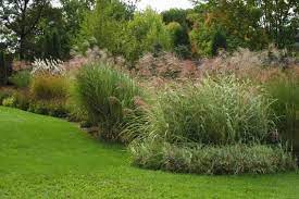Ornamental Grass Season Finegardening Ornamental Grass Landscape Ornamental Grasses Landscaping Plants