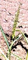 Image result for Setaria parviflora