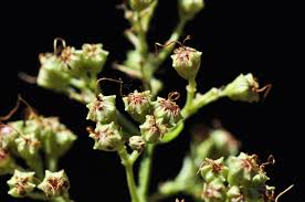 Image result for Galpinia