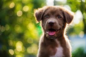 100 Best Boy Dog Names Cute And Unique Male Puppy Name Ideas