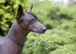 If you run across an animal without hair, you can usually assume that it has mange or something similar. Breeds Of Dogs And Cats With No Hair