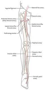 Learn the human body and anatomy vocabulary using pictures. Easy Notes On Lower Limb Learn In Just 4 Minutes Earth S Lab