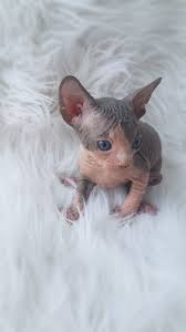 Sphynx Cats For Sale Winston-salem Nc Baby Cats Hairless Kitten Cats For Sale
