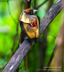 Image result for Magnistipula butayei