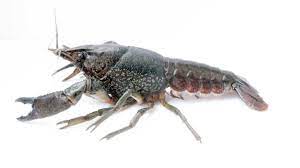 We did not find results for: Il Gambero Che Si Clona Da Solo Un Rischio Per Le Altre Specie La Repubblica