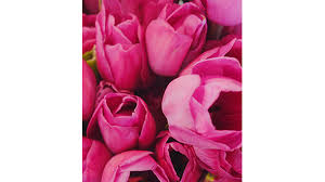 Claire Lipe Obituary