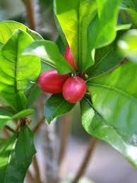 Yes, miracle fruit seed oil® is a rare and exotic natural oil derived from the seed of the healthy one of the most common hair problems among women is hair breakage associated with damage. Miracle Fruit Tree Synsepalum Dulcificum Urban Tropicals