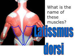 Usually derived from latin, a muscle's name often tells you something about the muscle, such as its location, origin. Name This Muscle What Is The Name Of These Muscles Ppt Download