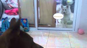 Male Dog In Heat Symptoms Youtube