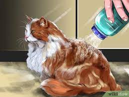 Long hair cats can get mats for a variety of reasons. 3 Ways To Handle Matting In Your Cat S Coat Wikihow